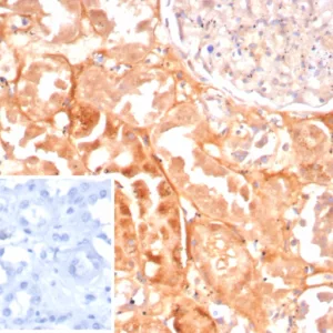 Formalin-fixed, paraffin-embedded human kidney stained with Caspase 7 Mouse Monoclonal Antibody (CASP7/9053). Inset: PBS instead of primary antibody; secondary only negative control.