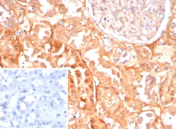 Formalin-fixed, paraffin-embedded human kidney stained with Caspase 7 Mouse Monoclonal Antibody (CASP7/9053). Inset: PBS instead of primary antibody; secondary only negative control.