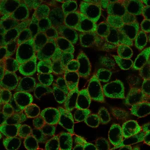 Immunofluorescence Analysis of PFA-fixed HeLa cells stained using YBX3 Mouse Monoclonal Antibody (PCRP-YBX3-2D12) followed by goat anti-mouse IgG-CF488 (green). CF640R phalloidin (red).