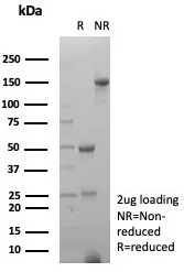 SDS-PAGE Analysis of Purified Prostein (p501S) Mouse Monoclonal Antibody (SLC45A3/7648). Confirmation of Purity and Integrity of Antibody.