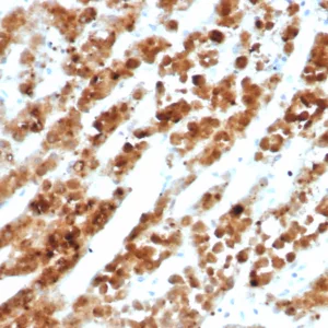 Formalin-fixed, paraffin-embedded human adrenal gland stained with IL18RAP Mouse Monoclonal Antibody (IL18RAP/7771). HIER: Tris/EDTA, pH9.0, 45min. 2°C: HRP-polymer, 30min. DAB, 5min.