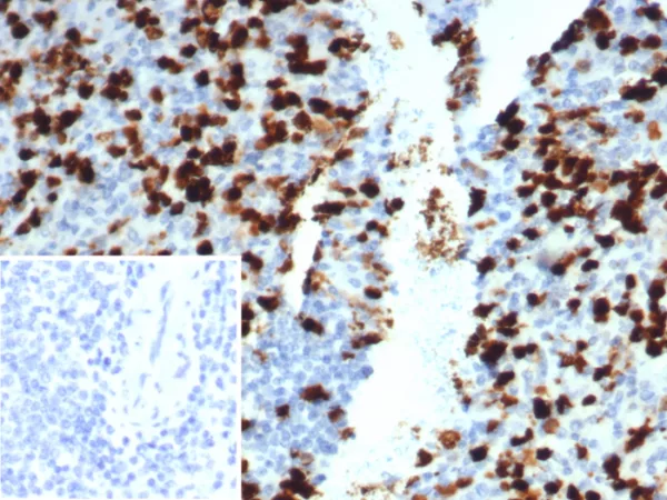 Formalin-fixed, paraffin-embedded human spleen stained with  CD133 / Prominin Mouse Monoclonal Antibody (PROM/1510). Inset: PBS instead of primary antibody; secondary only negative control.