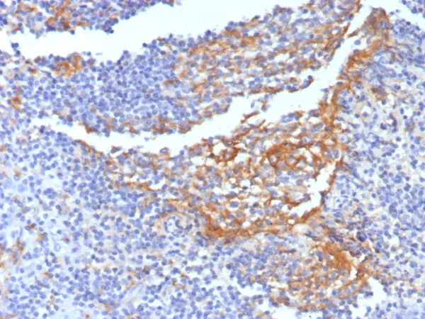 Formalin-fixed, paraffin-embedded human tonsil stained with CD14 Mouse Monoclonal Antibody (LPSR/7738). HIER: Tris/EDTA, pH9.0, 45min. 2°C: HRP-polymer, 30min. DAB, 5min.