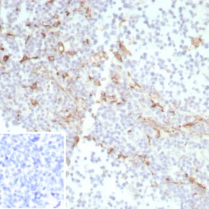 Formalin-fixed, paraffin-embedded human tonsil stained with CD163 Recombinant Mouse Monoclonal Antibody (rM130/8820). Inset: PBS instead of primary antibody; secondary only negative control.