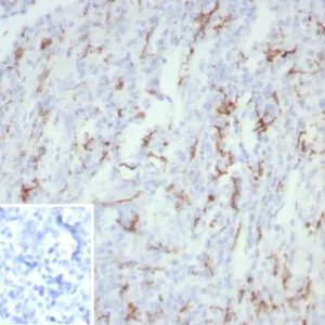 Formalin-fixed, paraffin-embedded human tonsil stained with CD163 Recombinant Mouse Monoclonal Antibody (rM130/8823). Inset: PBS instead of primary antibody; secondary only negative control.