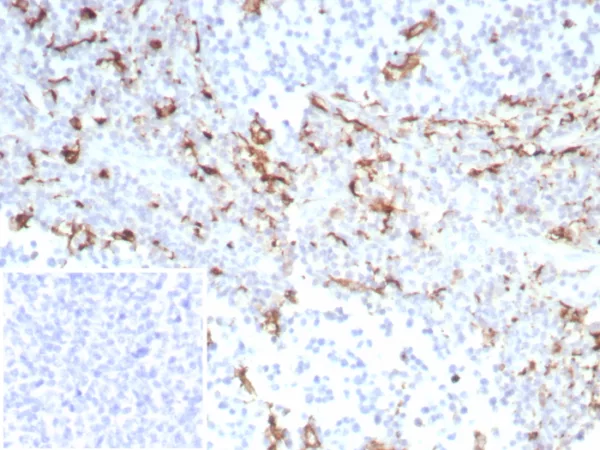 Formalin-fixed, paraffin-embedded human tonsil stained with CD163 Recombinant Rabbit Monoclonal Antibody (M130/8821R). Inset: PBS instead of primary antibody; secondary only negative control.
