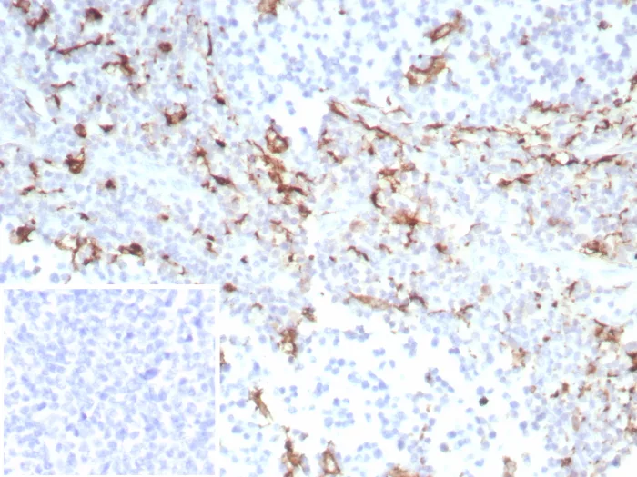 Formalin-fixed, paraffin-embedded human tonsil stained with CD163 Recombinant Rabbit Monoclonal Antibody (M130/8821R). Inset: PBS instead of primary antibody; secondary only negative control. Recombinant CD163 (Monocyte & Macrophage Marker) Antibody