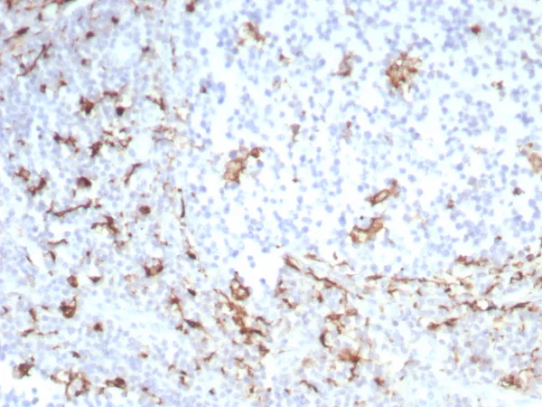 Formalin-fixed, paraffin-embedded human tonsil stained with CD163 Recombinant Rabbit Monoclonal Antibody (M130/8821R). HIER: Tris/EDTA, pH9.0, 45min. 2°C: HRP-polymer, 30min. DAB, 5min.