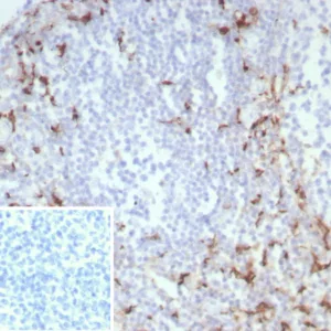 Formalin-fixed, paraffin-embedded human tonsil stained with CD163 Recombinant Rabbit Monoclonal Antibody (M130/8822R). Inset: PBS instead of primary antibody; secondary only negative control.