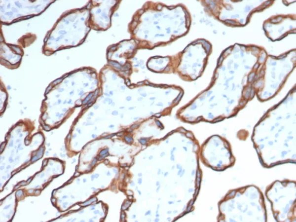 Formalin-fixed, paraffin-embedded human placenta stained with CD40 Mouse Monoclonal Antibody (CD40/4940). HIER: Tris/EDTA, pH9.0, 45min. 2°C: HRP-polymer, 30min. DAB, 5min.
