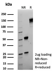 SDS-PAGE Analysis of Purified CD44v6 Mouse Monoclonal Antibody (HCAM/6779).  Confirmation of Integrity and Purity of Antibody.