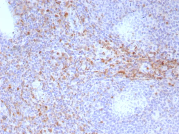 Formalin-fixed, paraffin-embedded human tonsil stained with CD44v6 Mouse Monoclonal Antibody (HCAM/6779). HIER: Tris/EDTA, pH9.0, 45min. 2°C: HRP-polymer, 30min. DAB, 5min.
