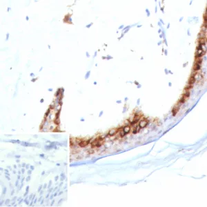 Formalin-fixed, paraffin-embedded human skin stained with Kallikrein 4 Mouse Monoclonal Antibody (KLK4/8942). HIER: Tris/EDTA, pH9.0, 45min. 2°C: HRP-polymer, 30min. DAB, 5min.