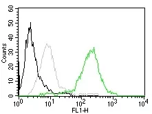 Flow Cytometry of human CD63 on MCF-7 cells. Black: cells alone; Grey: Isotype Control; Green: CF488-labeled CD63 Monoclonal Antibody (MX-49.129.5).