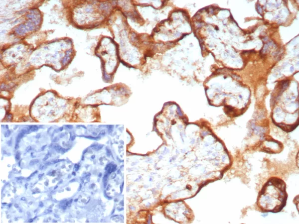 Formalin-fixed, paraffin-embedded human placenta stained with CD63 Recombinant Rabbit Monoclonal Antibody (LAMP3/8705R). Inset: PBS instead of primary antibody; secondary only negative control.