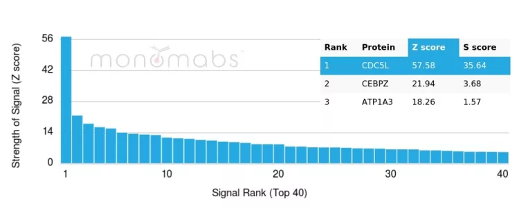 Analysis of Protein Array containing more than 19,000 full-length human proteins using CDC5L Mouse Monoclonal Antibody (PCRP-CDC5L-2C6) Z- and S- Score: The Z-score represents the strength of a signal that a monoclonal antibody (MAb) (in combination with a fluorescently-tagged anti-IgG secondary antibody) produces when binding to a particular protein on the HuProtTM array. Z-scores are described in units of standard deviations (SD's) above the mean value of all signals generated on that array. If targets on HuProtTM are arranged in descending order of the Z-score, the S-score is the difference (also in units of SD's) between the Z-score. S-score therefore represents the relative target specificity of a MAb to its intended target. A MAb is considered to specific to its intended target, if the MAb has an S-score of at least 2.5. For example, if a MAb binds to protein X with a Z-score of 43 and to protein Y with a Z-score of 14, then the S-score for the binding of that MAb to protein X is equal to 29. CDC5L Antibody - Image 3