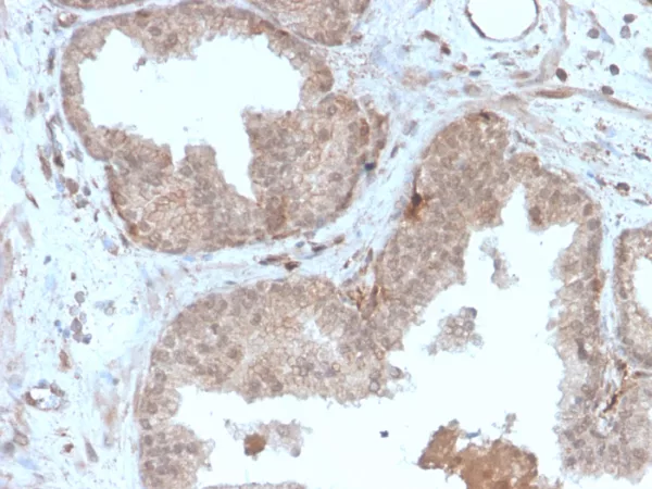 Formalin-fixed, paraffin-embedded human prostate stained with MVP Recombinant Mouse Monoclonal Antibody (r1032).
