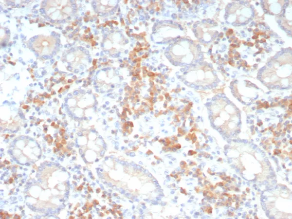 Formalin-fixed, paraffin-embedded human colon stained with Pan-Cadherin Mouse Monoclonal Antibody (Pan-CAD/8019). HIER: Tris/EDTA, pH9.0, 45min. 2°C: HRP-polymer, 30min. DAB, 5min.