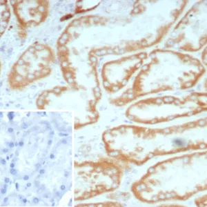 Formalin-fixed, paraffin-embedded human kidney stained with Biotin Rabbit Recombinant Monoclonal antibody (BTN/8672R).HIER: Tris/EDTA, pH9.0, 45min. 2°C: HRP-polymer, 30min. DAB, 5min.