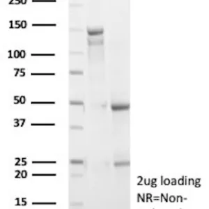 Ki67 Antibody in SDS-PAGE.