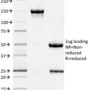 STAT3 Antibody in SDS-PAGE Analysis.