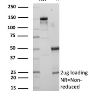 SCGN Antibody in SDS-PAGE