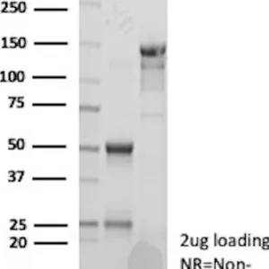 CLU Antibody in SDS-PAGE