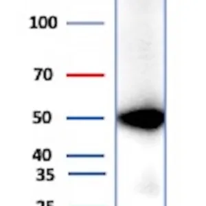 PNLIP Antibody in Western Blot (WB)