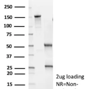 MYH7 Antibody in SDS-PAGE
