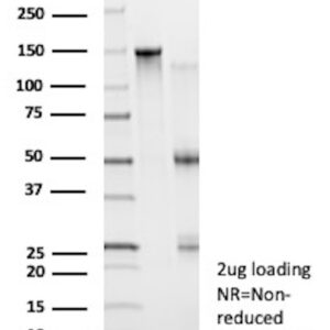 CD71 Antibody in SDS-PAGE