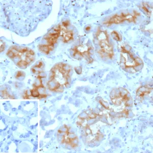 CD203c Antibody in Immunohistochemistry (IHC (P))