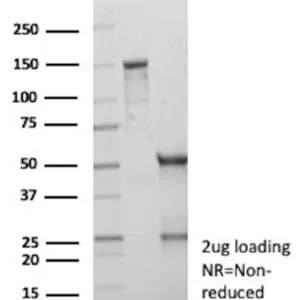 DLL3 Antibody in SDS-PAGE