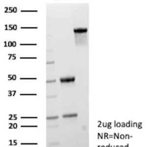 CP51 Antibody in SDS-PAGE