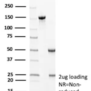 FLT3 Antibody in SDS-PAGE