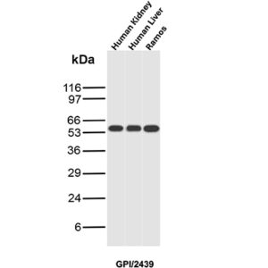 GPI Antibody in Western Blot (WB)