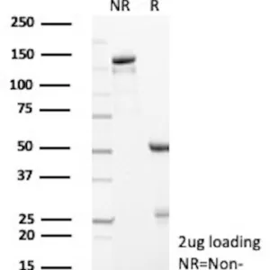 GEMIN1 Antibody in SDS-PAGE