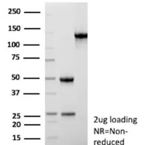 ARIDIA Antibody in SDS-PAGE