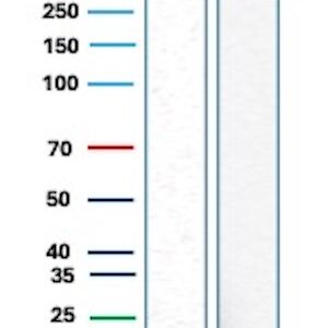 HH3 Antibody in Western Blot (WB)