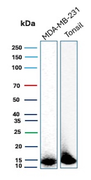 Western Blot Analysis of MDA-MB-231 and human tonsil tissue lysate using HH3 Recombinant Rabbit Monoclonal Antibody (HH3/13145R). HH3 Antibody in Western Blot (WB)