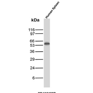 CD4 Antibody in Western Blot (WB)