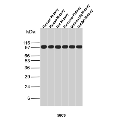 Western Blot Analysis of Human Kidney, Mouse Kidney, Rat Kidney, Hamster Kidney, Guinea pig Kidney and Rabbit Kidney tissue lysates using CD10 Mouse Monoclonal Antibody (56C6). CD10 Antibody in Western Blot (WB)
