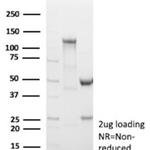 PDCD1 Antibody in SDS-PAGE