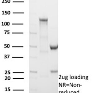 CD3e Antibody in SDS-PAGE