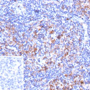 CD33 Antibody in Immunohistochemistry (IHC (P))