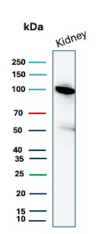 Western Blot Analysis of human kidney lysate using CD10 Mouse Monoclonal Antibody (56C6). CD10 Antibody in Western Blot (WB)