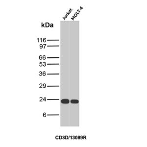 CD3D Antibody in Western Blot (WB)