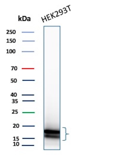 Western blot analysis of HEK293T cell lysate using P16INK4a Recombinant Mouse Monoclonal Antibody (rCDKN2A/13303). P16INK4a Antibody in Western Blot (WB)
