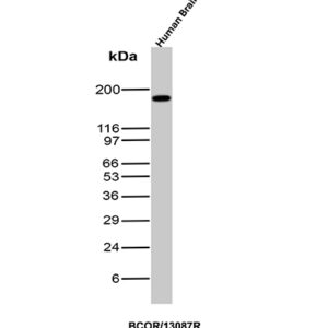 BCOR Antibody in Western Blot (WB)