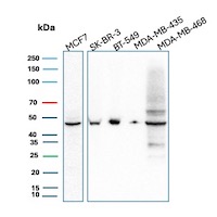 GATA3 Antibody in Western Blot (WB)