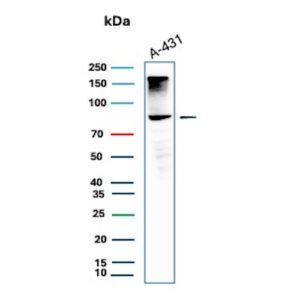 Western Blot Analysis of A-431 cell lysate using MCM5 Recombinant Mouse Monoclonal Antibody (rMCM5/13646). MCM5 Antibody in Western Blot (WB)